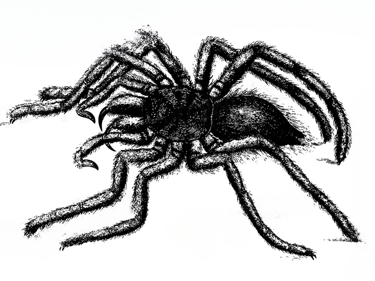 Spider